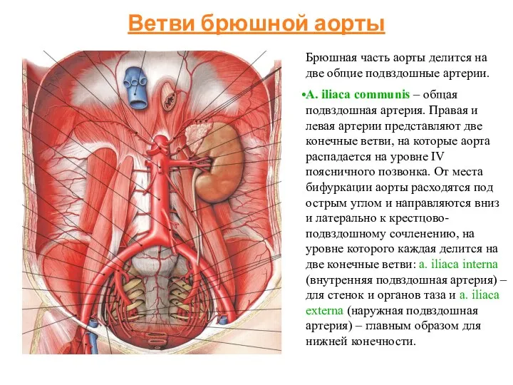 Ветви брюшной аорты Брюшная часть аорты делится на две общие подвздошные артерии. A.