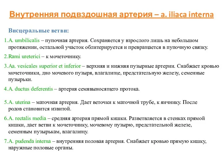 Внутренняя подвздошная артерия – a. iliaca interna Висцеральные ветви: A. umbilicalis – пупочная