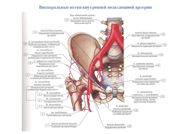 Висцеральные ветви внутренней подвздошной артерии