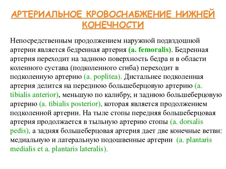 АРТЕРИАЛЬНОЕ КРОВОСНАБЖЕНИЕ НИЖНЕЙ КОНЕЧНОСТИ Непосредственным продолжением наружной подвздошной артерии является бедренная артерия (a.