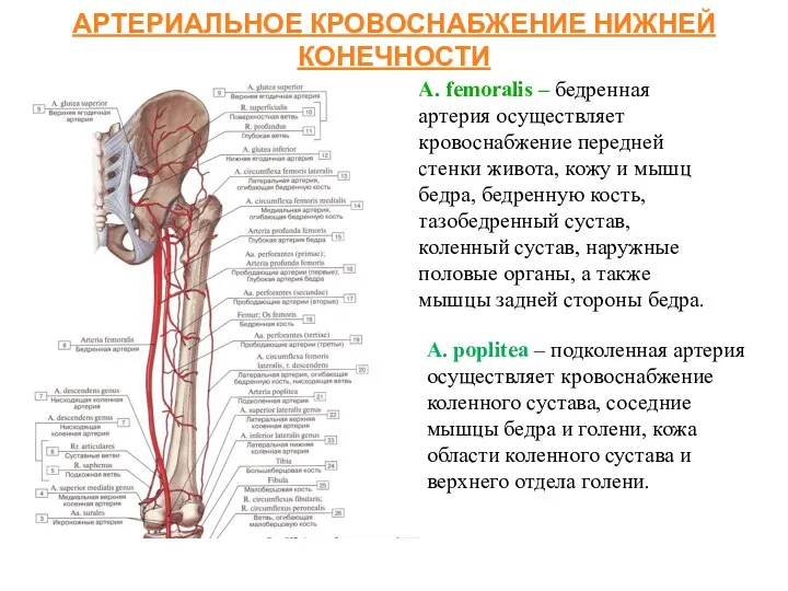 АРТЕРИАЛЬНОЕ КРОВОСНАБЖЕНИЕ НИЖНЕЙ КОНЕЧНОСТИ А. femoralis – бедренная артерия осуществляет кровоснабжение передней стенки