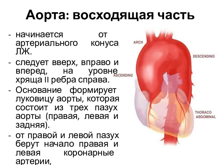 Аорта: восходящая часть начинается от артериального конуса ЛЖ. следует вверх, вправо и вперед,