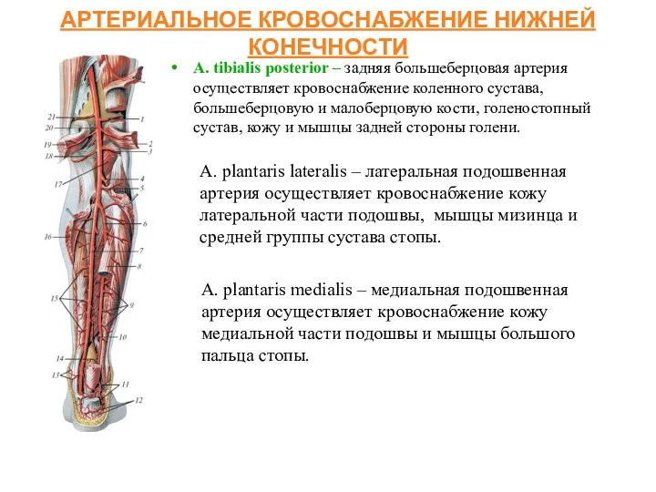 АРТЕРИАЛЬНОЕ КРОВОСНАБЖЕНИЕ НИЖНЕЙ КОНЕЧНОСТИ А. tibialis posterior – задняя большеберцовая артерия осуществляет кровоснабжение