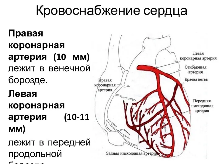 Кровоснабжение сердца Правая коронарная артерия (10 мм) лежит в венечной борозде. Левая коронарная