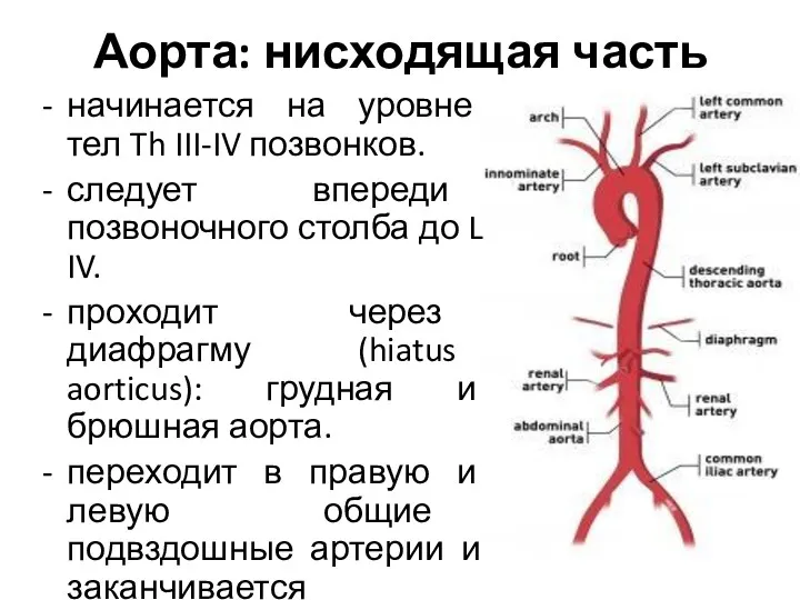 Аорта: нисходящая часть начинается на уровне тел Th III-IV позвонков. следует впереди позвоночного