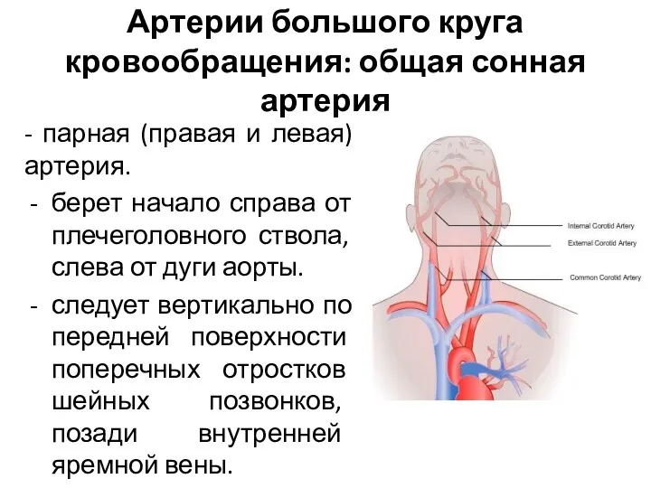 Артерии большого круга кровообращения: общая сонная артерия - парная (правая и левая) артерия.
