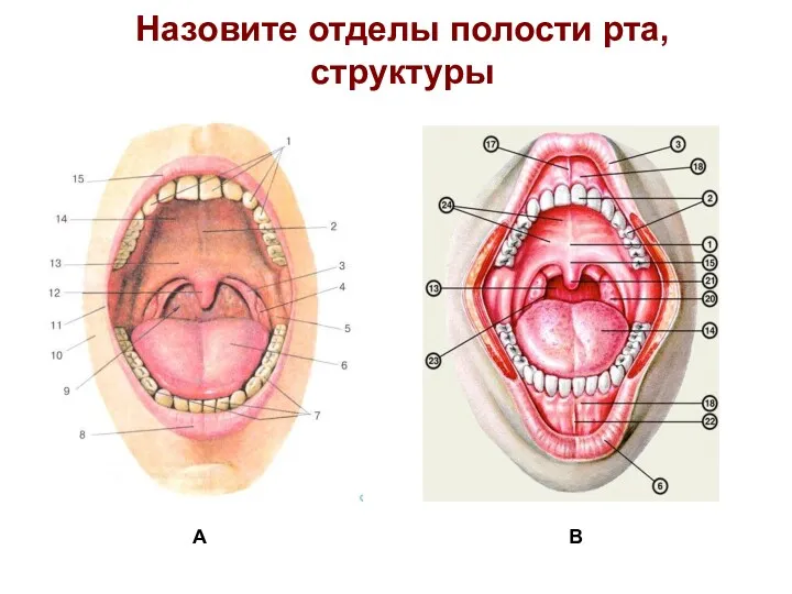 Назовите отделы полости рта, структуры А В