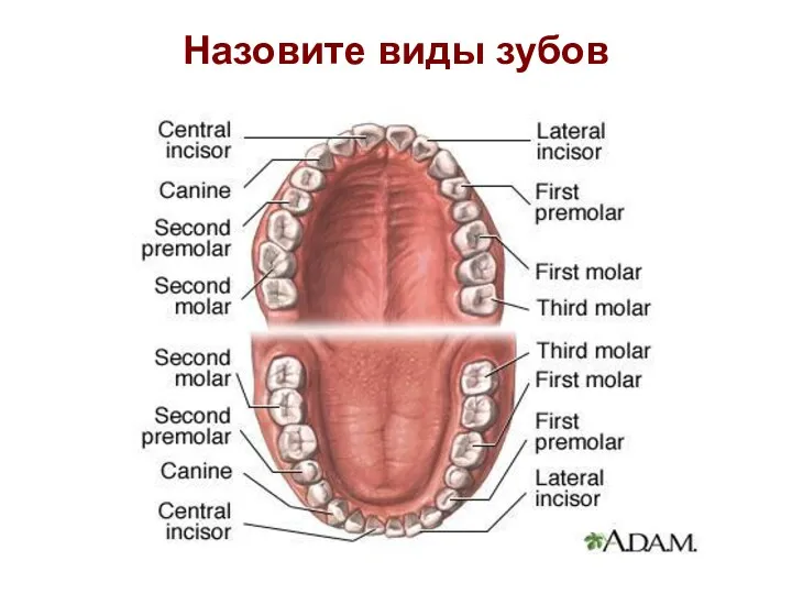 Назовите виды зубов