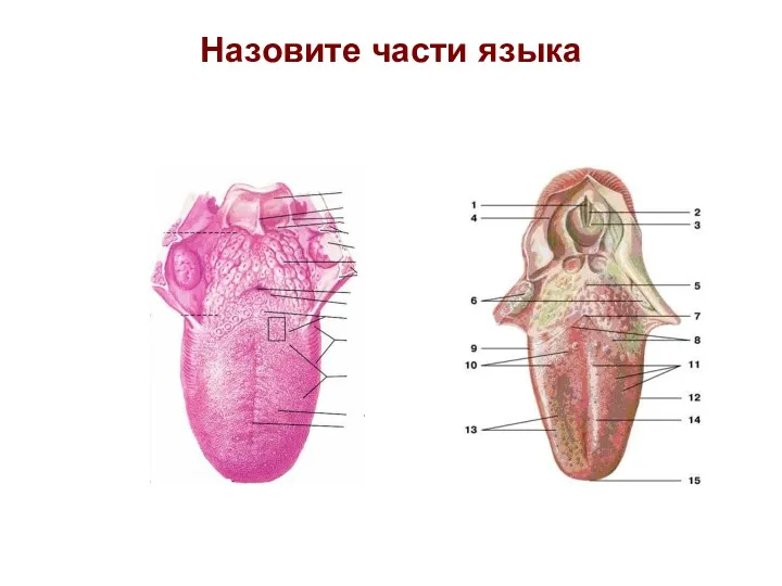 Назовите части языка