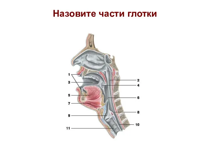 Назовите части глотки