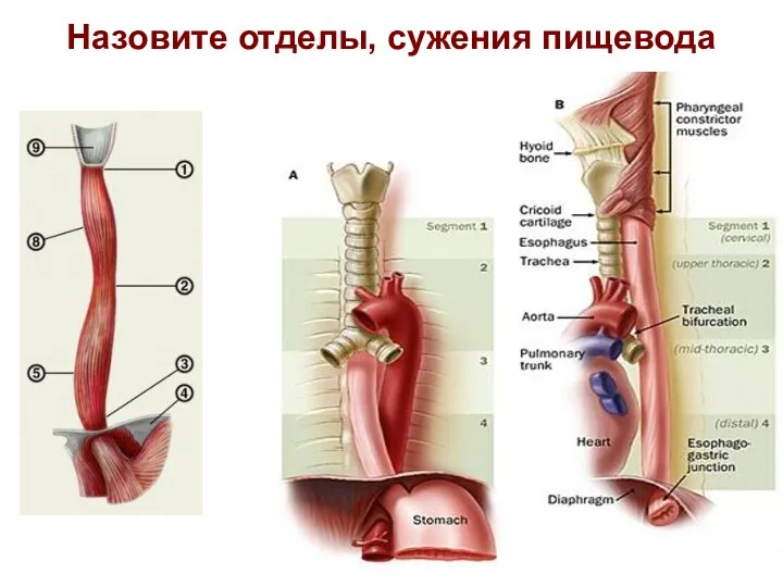 Назовите отделы, сужения пищевода