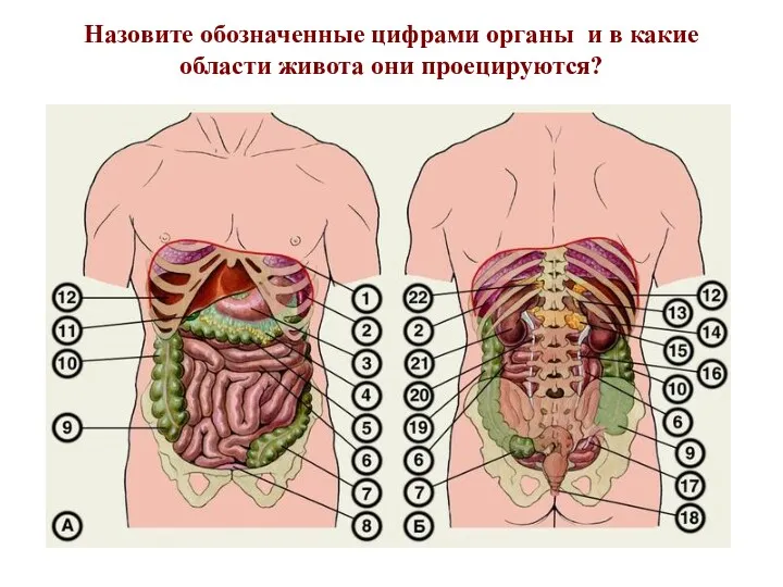 Назовите обозначенные цифрами органы и в какие области живота они проецируются?