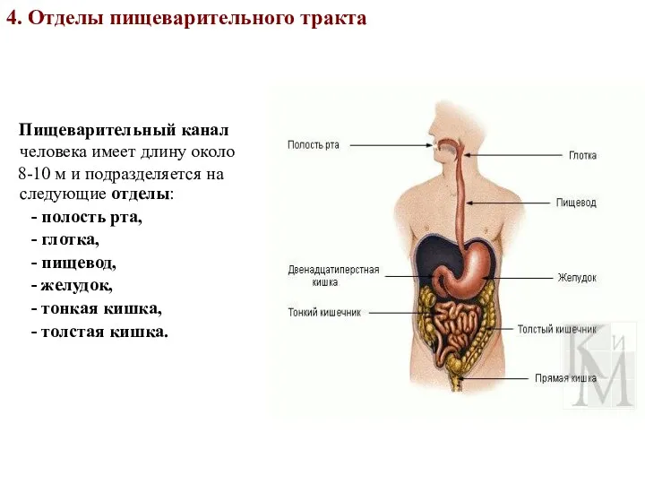 4. Отделы пищеварительного тракта Пищеварительный канал человека имеет длину около