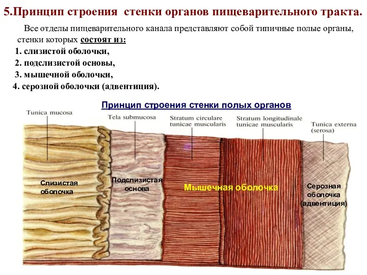 5.Принцип строения стенки органов пищеварительного тракта. Все отделы пищеварительного канала