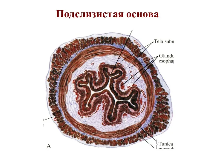 Подслизистая основа