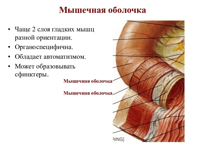 Мышечная оболочка Чаще 2 слоя гладких мышц разной ориентации. Органоспецифична.