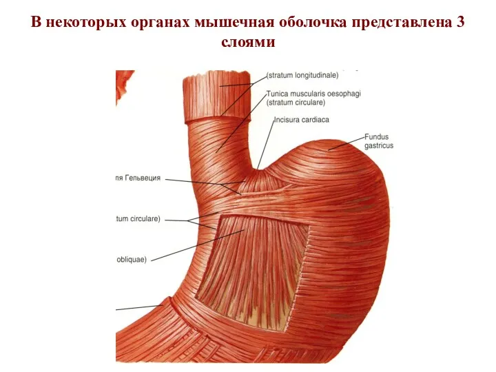 В некоторых органах мышечная оболочка представлена 3 слоями