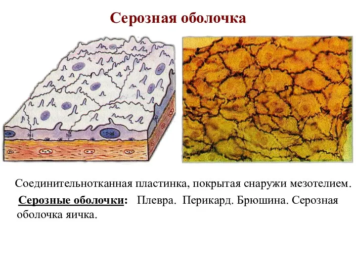 Серозная оболочка Соединительнотканная пластинка, покрытая снаружи мезотелием. Серозные оболочки: Плевра. Перикард. Брюшина. Серозная оболочка яичка.