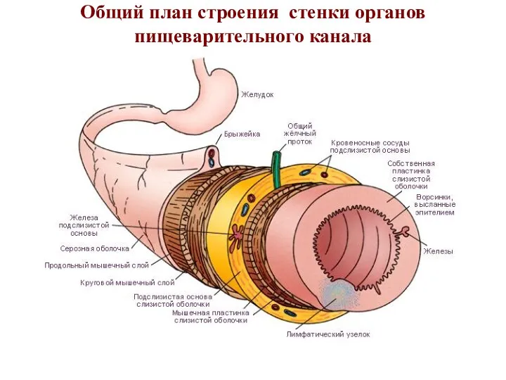 Общий план строения стенки органов пищеварительного канала