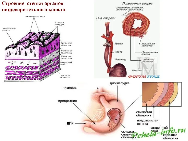 Строение стенки органов пищеварительного канала