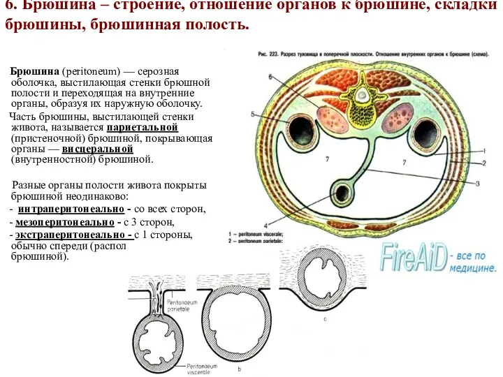 6. Брюшина – строение, отношение органов к брюшине, складки брюшины,