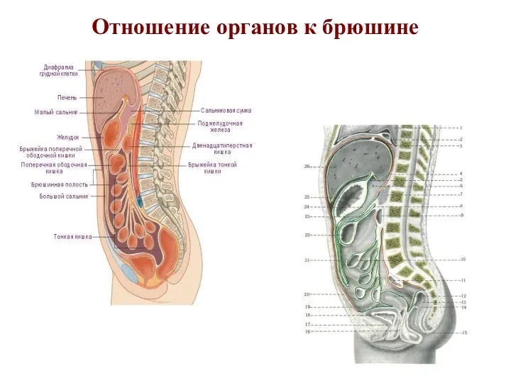 Отношение органов к брюшине