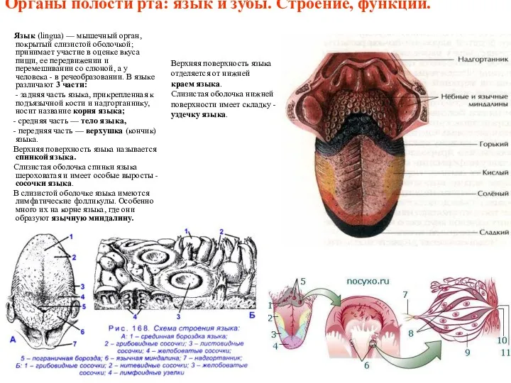 Органы полости рта: язык и зубы. Строение, функции. Язык (lingua)