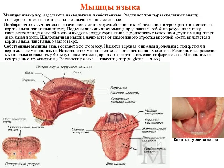 Мышцы языка Мышцы языка подразделяются на скелетные и собственные. Различают