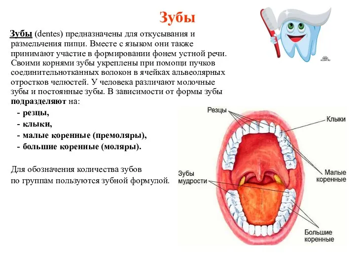 Зубы Зубы (dentes) предназначены для откусывания и размельчения пищи. Вместе