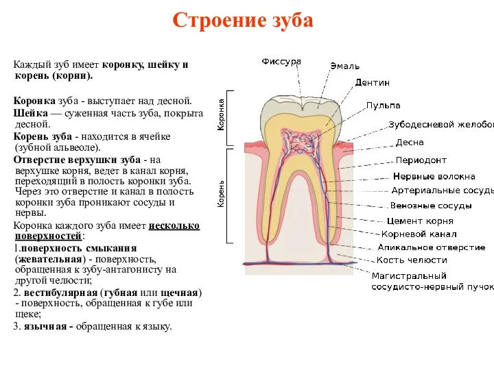 Строение зуба Каждый зуб имеет коронку, шейку и корень (корни).