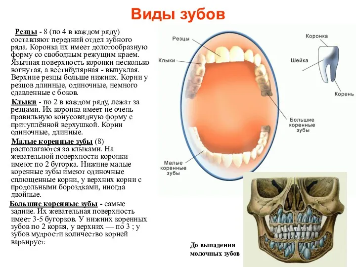 Виды зубов Резцы - 8 (по 4 в каждом ряду)