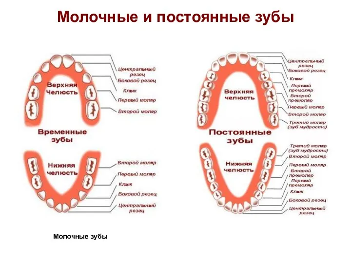 Молочные и постоянные зубы Молочные зубы