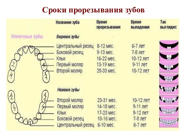 Сроки прорезывания зубов