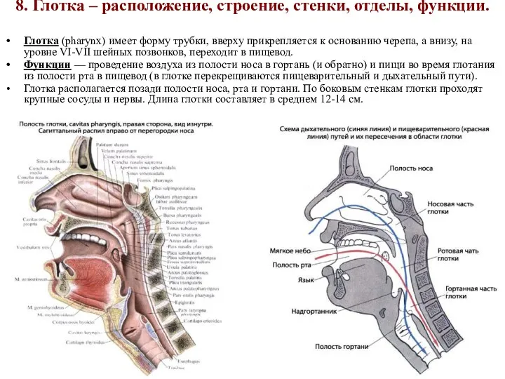 8. Глотка – расположение, строение, стенки, отделы, функции. Глотка (pharynx)