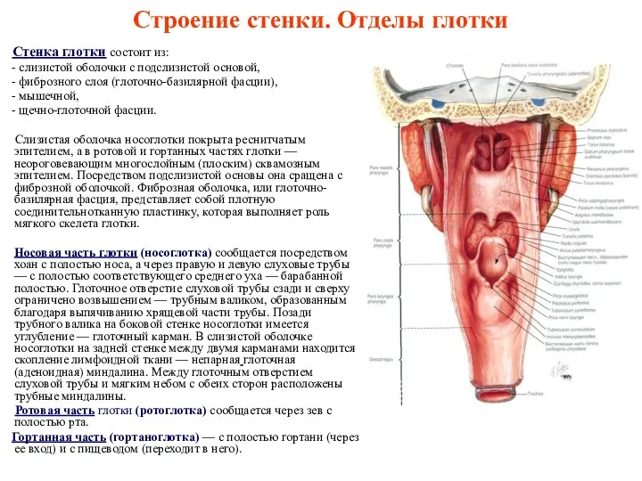 Строение стенки. Отделы глотки Стенка глотки состоит из: - слизистой