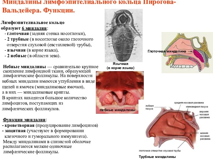 Миндалины лимфоэпителиального кольца Пирогова-Вальдейера. Функции. Лимфоэпителиальное кольцо образуют 6 миндалин: