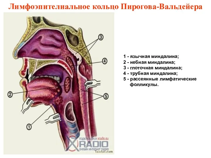 Лимфоэпителиальное кольцо Пирогова-Вальдейера 1 - язычная миндалина; 2 - небная