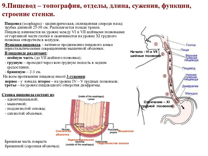 9.Пищевод – топография, отделы, длина, сужения, функции, строение стенки. Пищевод