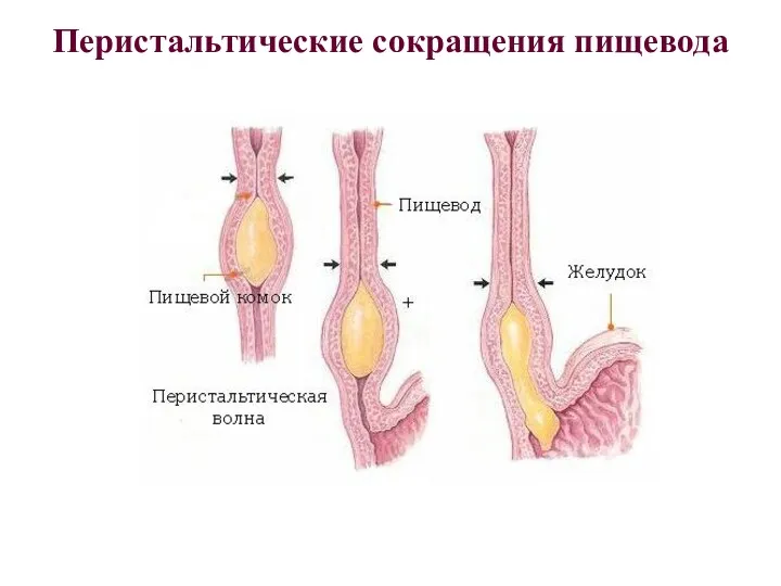 Перистальтические сокращения пищевода