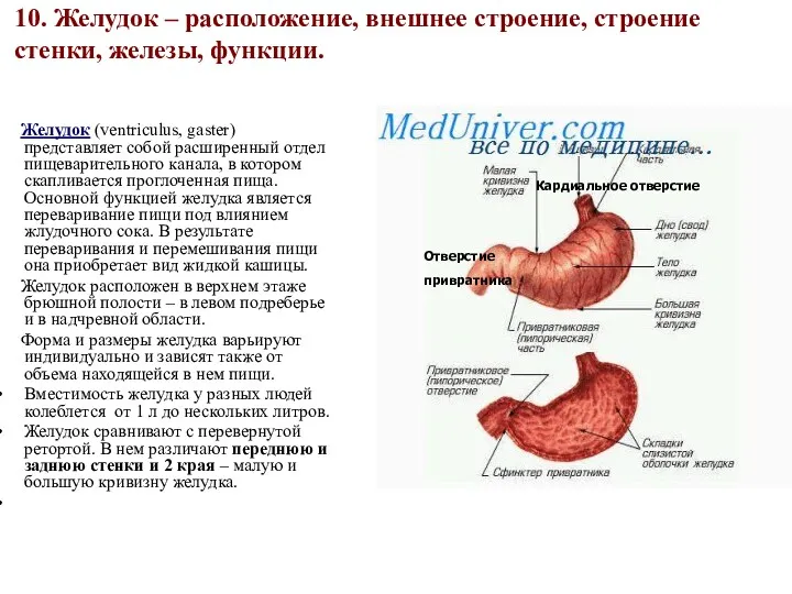 10. Желудок – расположение, внешнее строение, строение стенки, железы, функции.