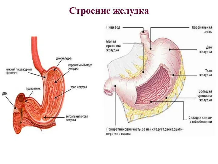 Строение желудка