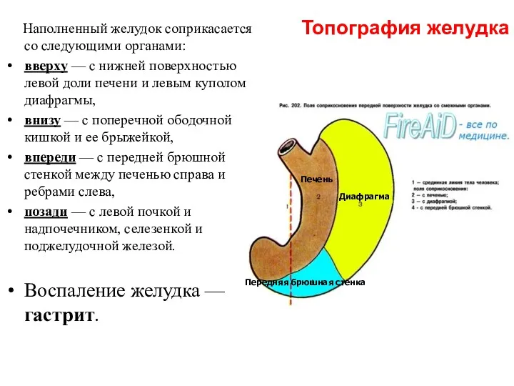 Топография желудка Наполненный желудок соприкасается со следующими органами: вверху —