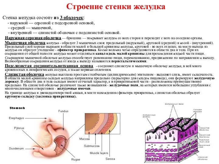 Строение стенки желудка Стенка желудка состоит из 3 оболочек: -