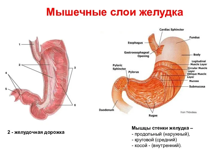 Мышечные слои желудка 2 - желудочная дорожка Мышцы стенки желудка