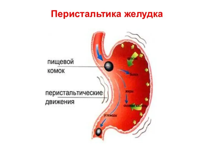 Перистальтика желудка