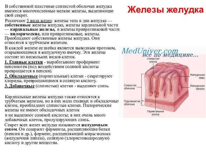 Железы желудка В собственной пластинке слизистой оболочки желудка имеются многочисленные