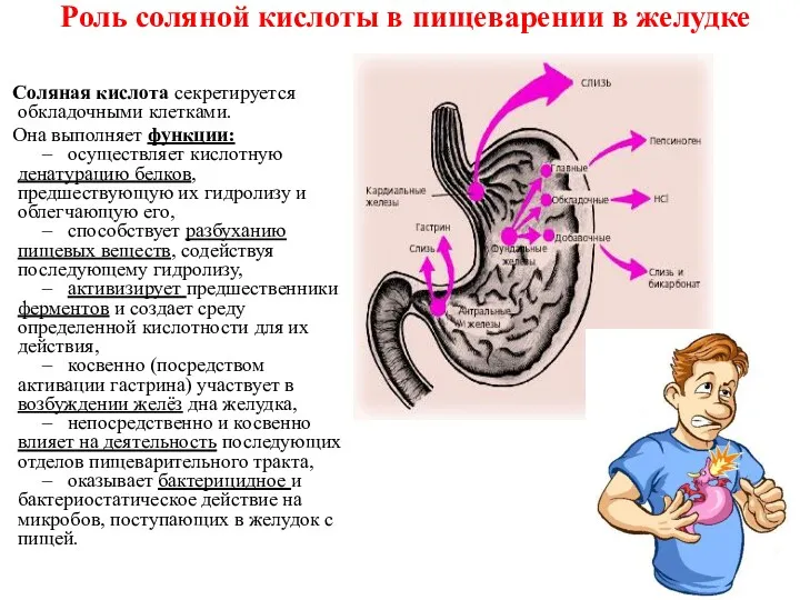 Роль соляной кислоты в пищеварении в желудке Соляная кислота секретируется