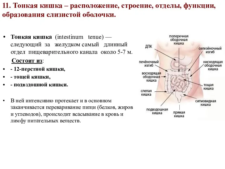 11. Тонкая кишка – расположение, строение, отделы, функции, образования слизистой