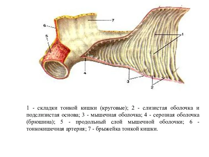 1 - складки тонкой кишки (круговые); 2 - слизистая оболочка