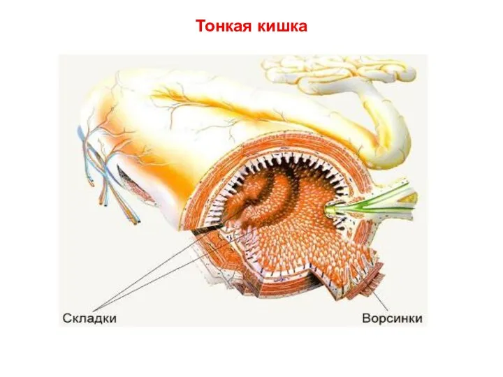 Тонкая кишка